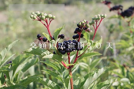 交通违法逾期30天 交通违法逾期30天