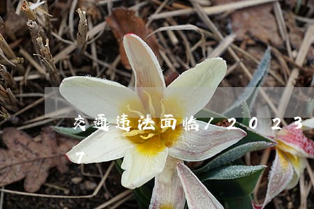 交通违法面临/2023020317197