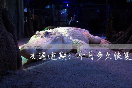 交通逾期3个月多久恢复 交通逾期3个月多久恢复