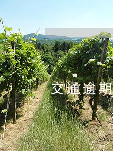 交通逾期4天怎么办 交通逾期4天怎么办