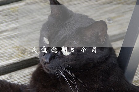 交通逾期5个月 交通逾期5个月
