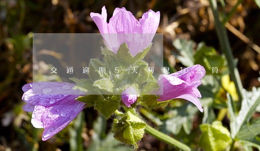 交通逾期5天利息怎么算 交通逾期5天利息怎么算