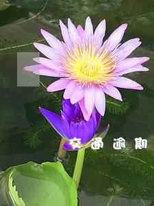 交通逾期7天上征信了 交通逾期7天上征信了