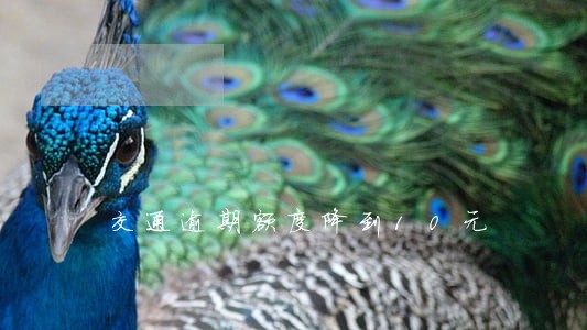 交通逾期额度降到10元 交通逾期额度降到10元