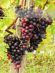 交通银行三期逾期封卡 交通银行三期逾期封卡
