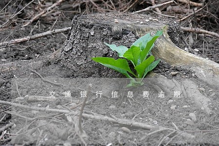 交通银行信息费逾期 交通银行信息费逾期