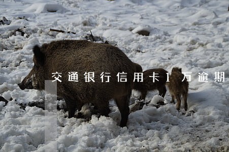 交通银行信用卡1万逾期两年 交通银行信用卡1万逾期两年