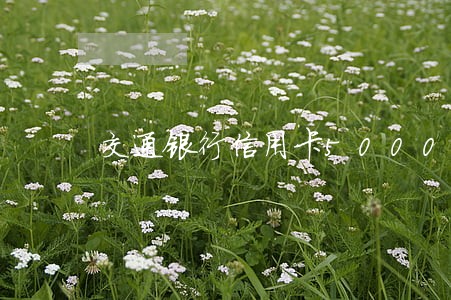 交通银行信用卡5000逾期 交通银行信用卡5000逾期