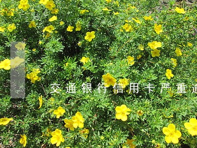 交通银行信用卡严重逾期的后果 交通银行信用卡严重逾期的后果