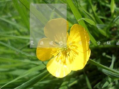 交通银行信用卡分期逾期上报
