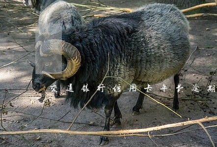 交通银行信用卡年费逾期两年 交通银行信用卡年费逾期两年