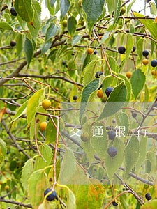 交通银行信用卡怎么算逾期