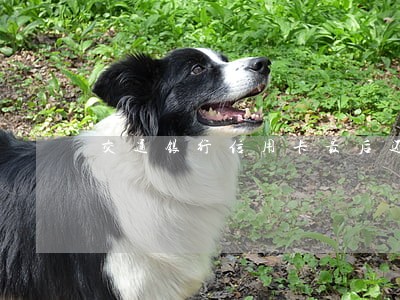 交通银行信用卡最后还款日逾期