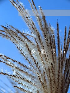 交通银行信用卡没有逾期冻结 交通银行信用卡没有逾期冻结
