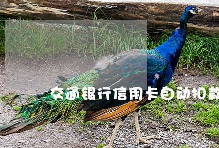 交通银行信用卡自动扣款逾期 交通银行信用卡自动扣款逾期