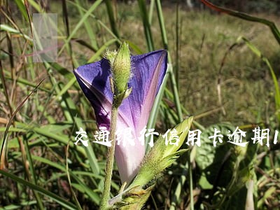 交通银行信用卡逾期13天