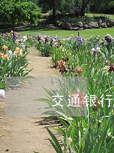 交通银行信用卡逾期1天利息 交通银行信用卡逾期1天利息