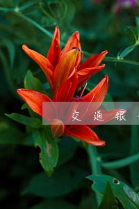 交通银行信用卡逾期44个月 交通银行信用卡逾期44个月