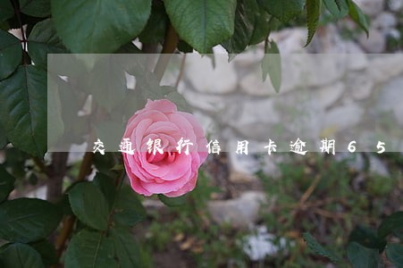 交通银行信用卡逾期6500