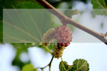 交通银行信用卡逾期一万