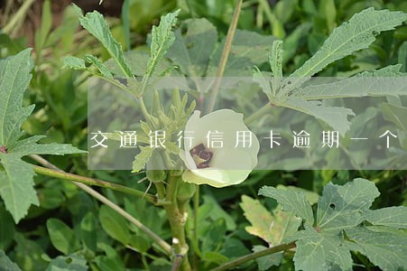 交通银行信用卡逾期一个月上门 交通银行信用卡逾期一个月上门