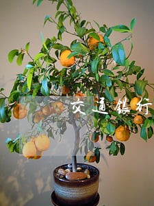 交通银行信用卡逾期一年后协商 交通银行信用卡逾期一年后协商