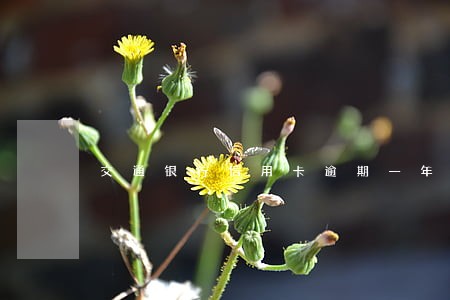 交通银行信用卡逾期一年没还款 交通银行信用卡逾期一年没还款