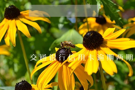 交通银行信用卡逾期两期停用 交通银行信用卡逾期两期停用