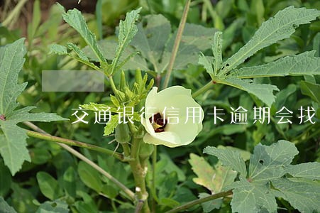 交通银行信用卡逾期会找家吗 交通银行信用卡逾期会找家吗