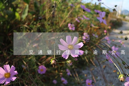 交通银行信用卡逾期会高吗