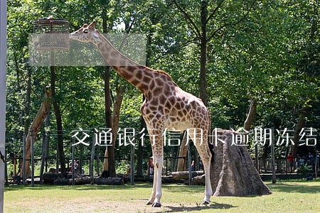 交通银行信用卡逾期冻结还款后果 交通银行信用卡逾期冻结还款后果