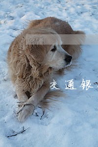 交通银行信用卡逾期几天降额