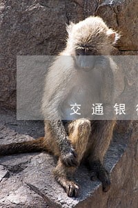 交通银行信用卡逾期只还本金 交通银行信用卡逾期只还本金