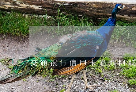 交通银行信用卡逾期回联系 交通银行信用卡逾期回联系