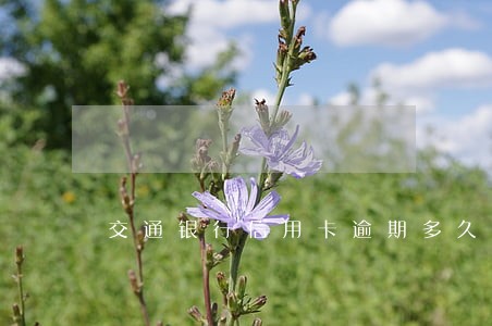 交通银行信用卡逾期多久会上报 交通银行信用卡逾期多久会上报