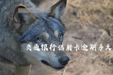 交通银行信用卡逾期多久起诉 交通银行信用卡逾期多久起诉