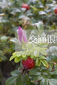 交通银行信用卡逾期多少次会封卡