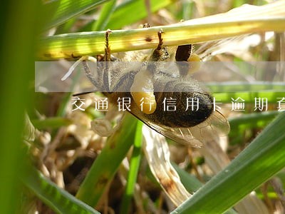 交通银行信用卡逾期套路