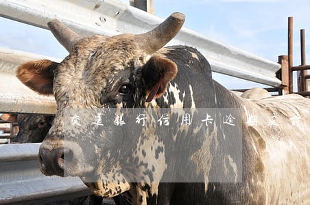 交通银行信用卡逾期庭前调解 交通银行信用卡逾期庭前调解