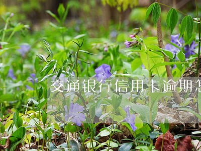 交通银行信用卡逾期怎么上岸 交通银行信用卡逾期怎么上岸