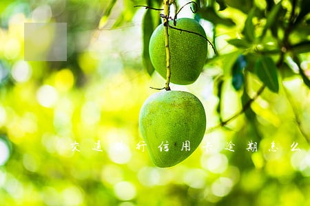 交通银行信用卡逾期怎么交 交通银行信用卡逾期怎么交