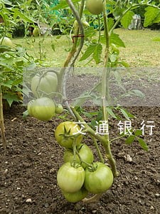 交通银行信用卡逾期怎么协商好