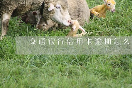 交通银行信用卡逾期怎么消除隐患 交通银行信用卡逾期怎么消除隐患