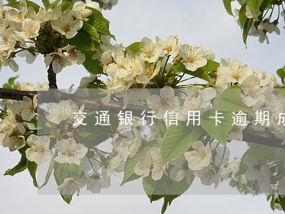 交通银行信用卡逾期成呆账