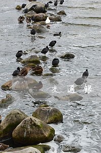交通银行信用卡逾期提交公安 交通银行信用卡逾期提交公安