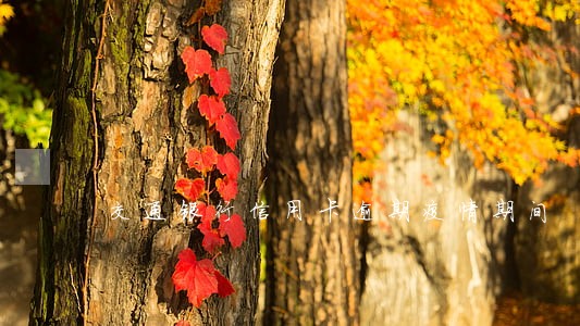 交通银行信用卡逾期疫情期间 交通银行信用卡逾期疫情期间