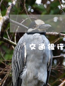 交通银行信用卡逾期的利息 交通银行信用卡逾期的利息