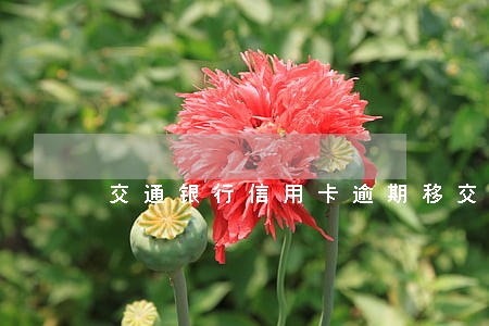 交通银行信用卡逾期移交案件 交通银行信用卡逾期移交案件