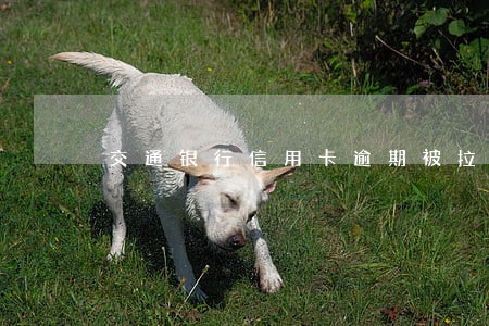 交通银行信用卡逾期被拉黑 交通银行信用卡逾期被拉黑