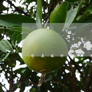 交通银行信用卡逾期被立案